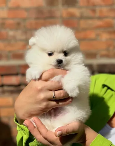 Cachorro Spitz Alemao filhote vacinado pronto para sua familia hoje