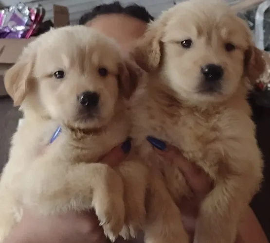 Golden retriver filhotes 