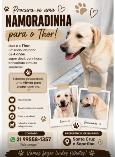 Procuro fêmea para cruzar com meu labrador!