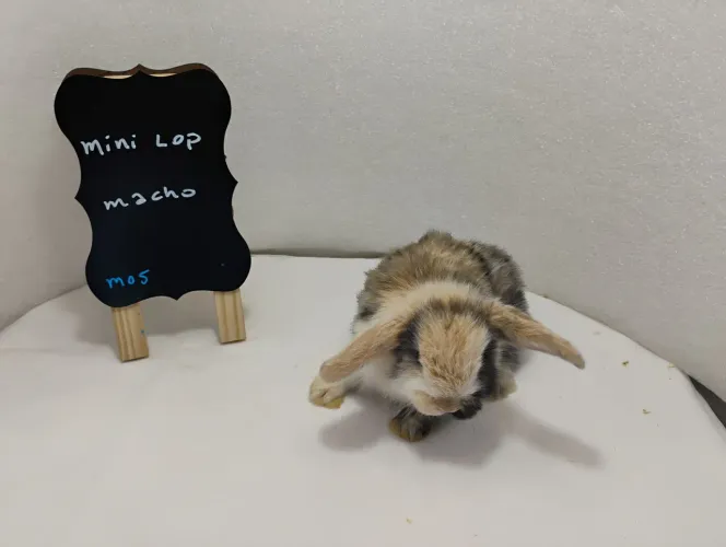 Mini Coelhos Mini Lop e Netherland 
