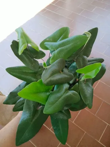 Samambaia coração