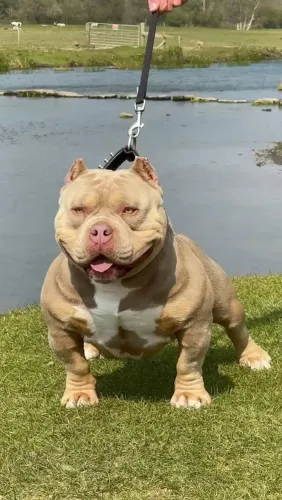Quer um americam bully de procedência é aqui pedigree