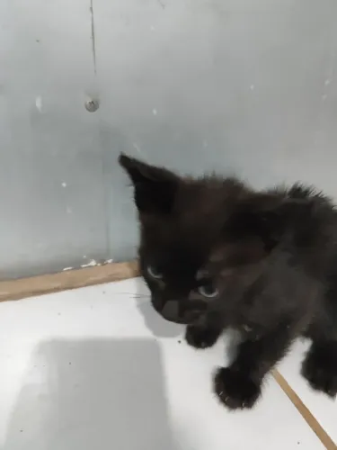 Adoção de gato filhote 