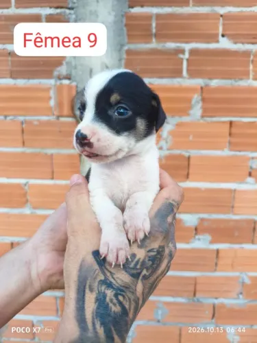 DOAÇÃO DE FILHOTES