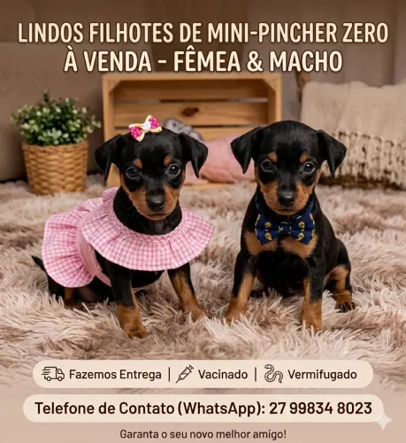 Pinscher zero 