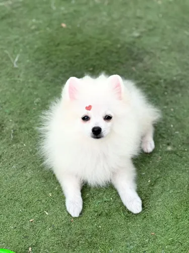 Spitz alemão