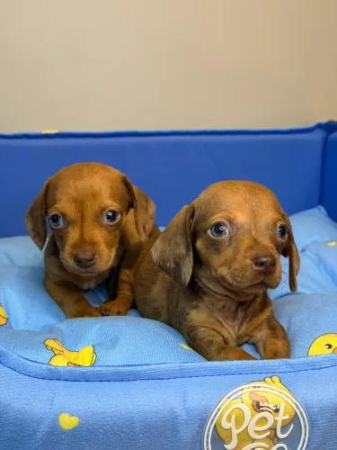 Dachshund / Salsicha arlequim