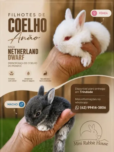 Filhote coelho anão raça Netherland Dwarf menor raça de coelho do mundo