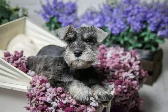 Schnauzer miniatura