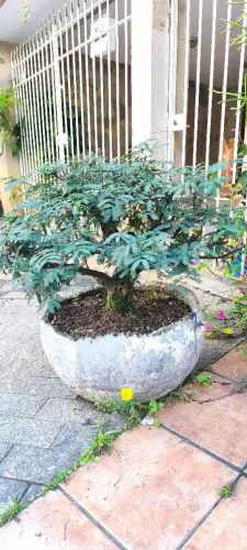 Bonsai de Mimosa com 30 anos