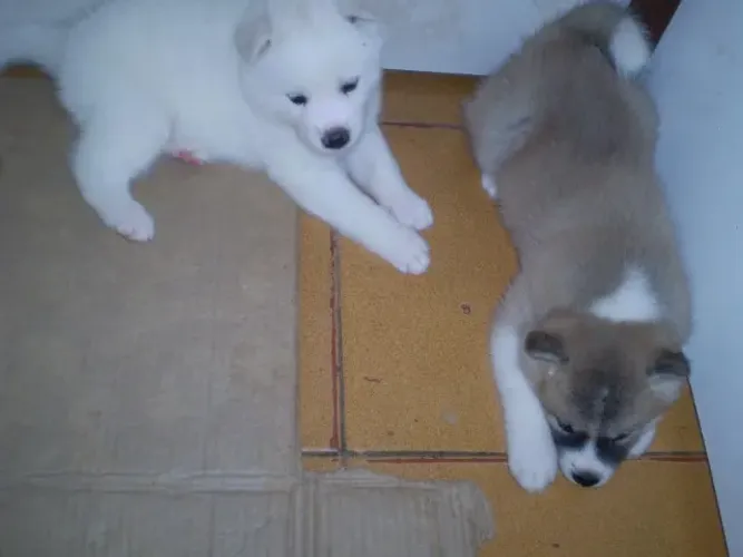 Filhotes Akita Inú