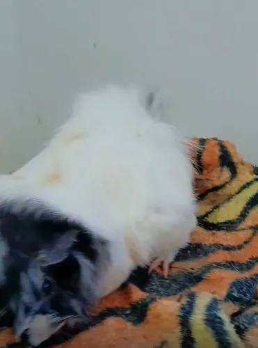  Porquinhos da india (machos)