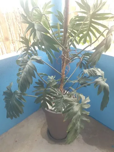 Vaso com planta!