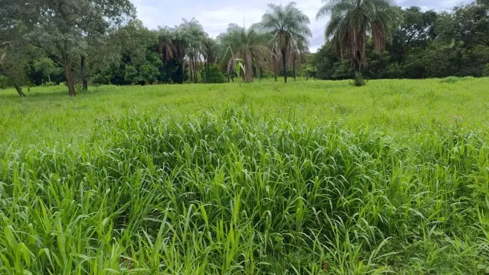Fazenda Completa em Formosa-GO | 8 Alqueires com Barragem, Poço e Curral