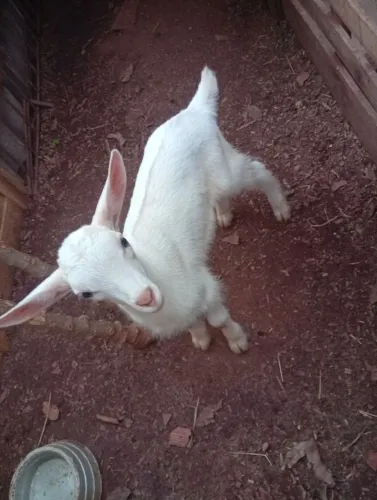 Cabrito Saanem