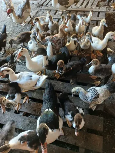 Patos a venda, filhotes e adultos.