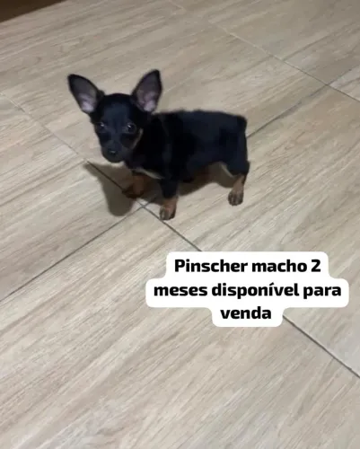 Pinscher macho 2 meses