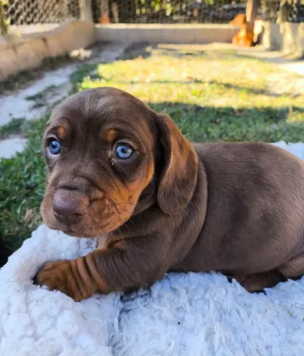 Filhote de Dachshund - Salsicha 