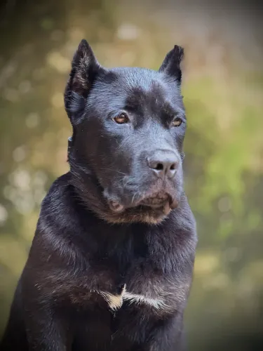 Filhote de Cane Corso 
