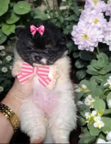 Lulu da pomerania 