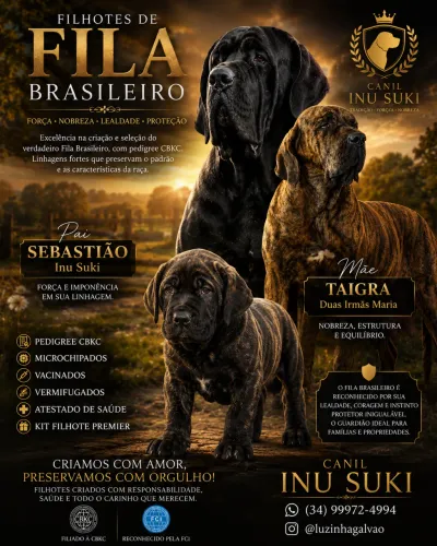 Filhotes de Fila Brasileiro