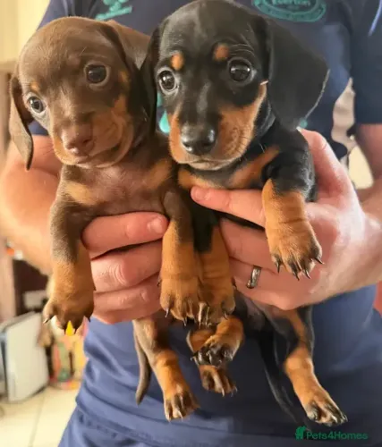 Neném saudável e brincalhão Teckel/Dachshund/Salsicha/Salsichinha/Basset/Cofap