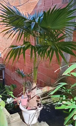 Palmeira Mexicana