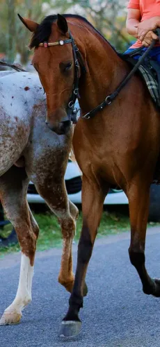 Égua mangalarga