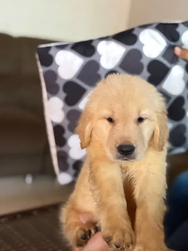 Golden retriever amor incondicional