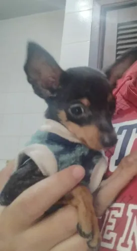 Vendo filhote de Pinscher macho