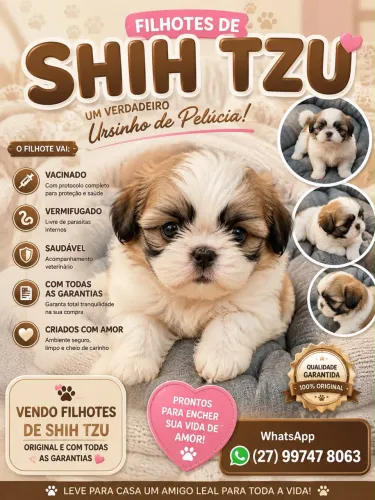 Shih tzu filhotes mini