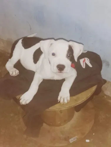 Cachorro da raça pitbull monster