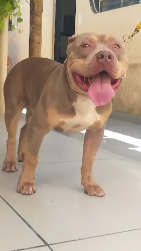 Filhotao pit monster 