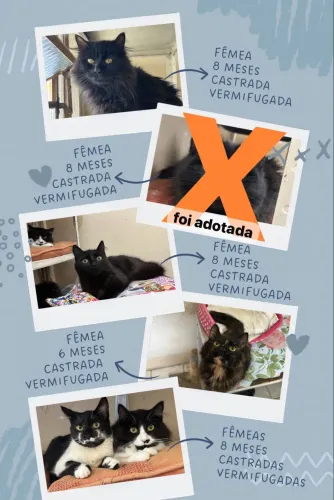 Doação responsável de gatos