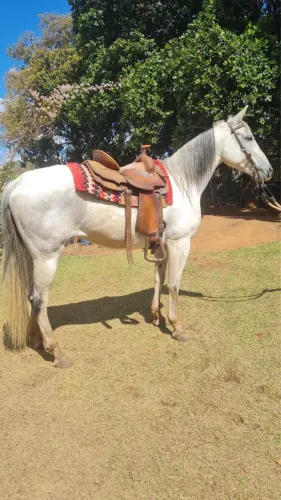 Super oportunidade - Cavalo Quarto de Milha
