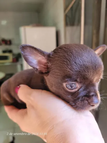 Chihuahua chocolate machinho 