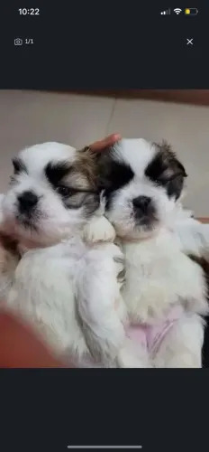 Shitzu com maltês fofuras