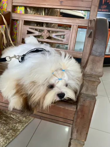Cachorro