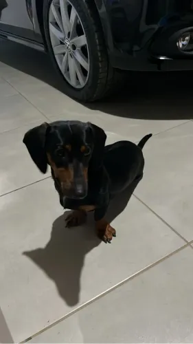 Salsicha Dachshund