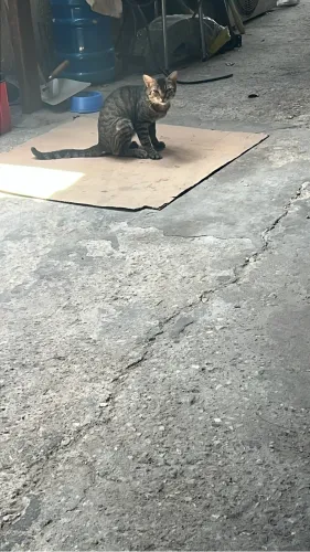 Doação de Gato