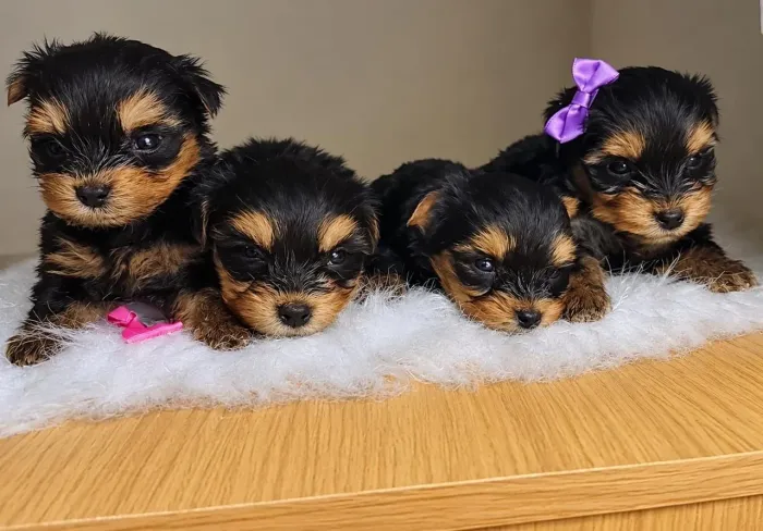 Filhotes yorkshire terrier
