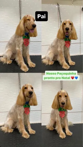 Filhotes de Cocker Spaniel Inglês disponíveis! 