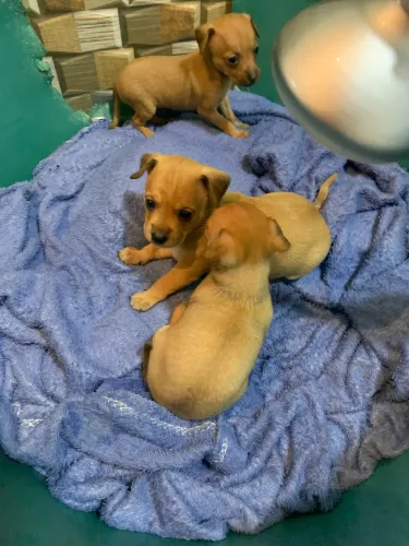 Pinscher macho ac cartão 
