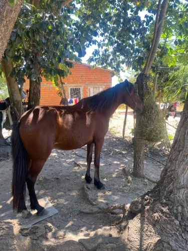 Cavalo 