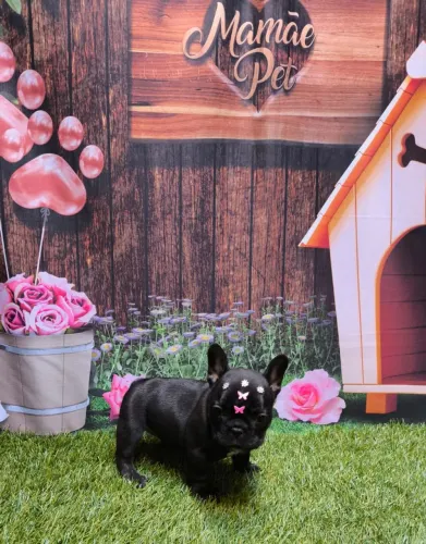 Linda Bulldog Francês