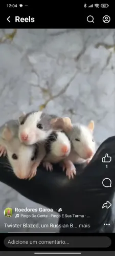 Ratos Twister para pet