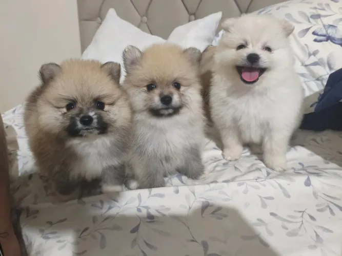 Macho laranja de Lulu da pomerania - filhotes disponíveis 