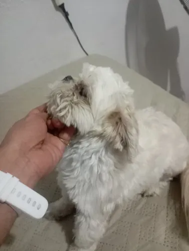 Vendo Shitzu fêmea 