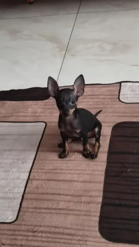 Pinscher filhote