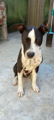 Adoção filhote pitmoster 